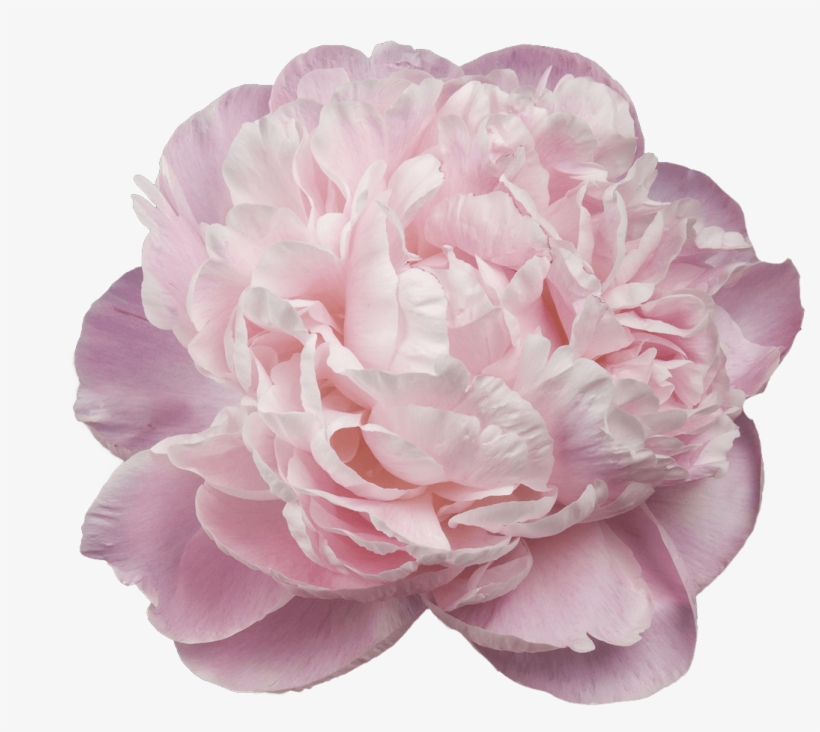 Peony Souvenir De Gaspard Calot, transparent png download