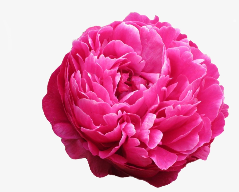 Common Peony, transparent png download