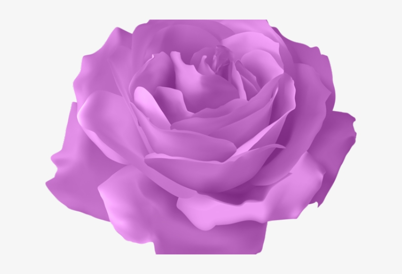 Purple Rose Clipart Purple Flower Transparent Background Purple Roses Transparent Png Image Transparent Png Free Download On Seekpng