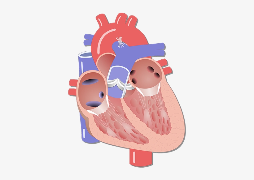 The Heart Chambers And Their Functions 4 Chambers Of The Heart Unlabelled Png Image Transparent Png Free Download On Seekpng