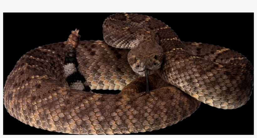 Rattlesnake Transparent Background, transparent png download