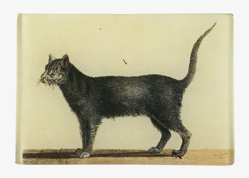 Black Cat, transparent png download