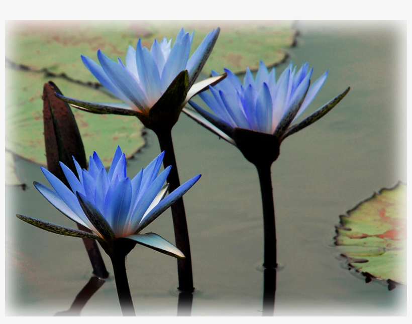 Waterlily Egyptian Lotus Waterlily - Water Lily, transparent png download