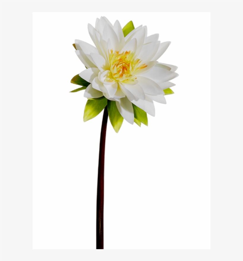 27" Water Lily Spray White - Sacred Lotus, transparent png download