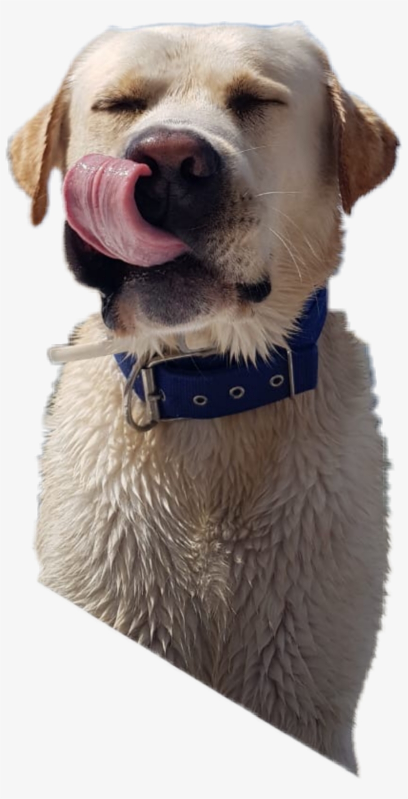 The Newest Tongueout Stickers On Picsart Png Stickers - Dog Yawns, transparent png download