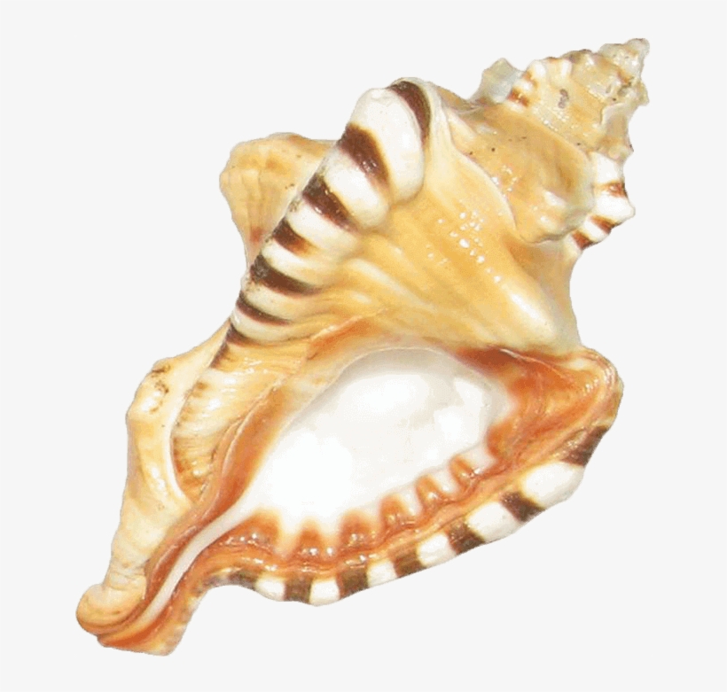 Ecraftodisha Natural Ganesh Sankh - Shankh Kitne Prakar Ke Hote Hain, transparent png download