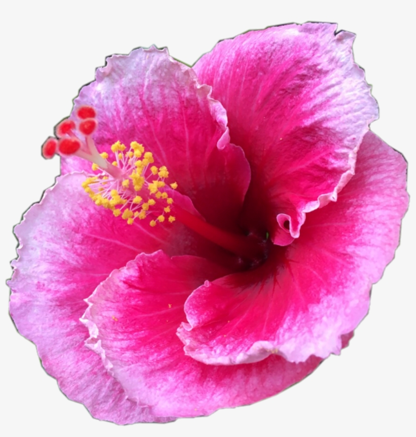 #pretty #pink #tropical #flower #tropicalflower #summer - Hawaiian Hibiscus, transparent png download
