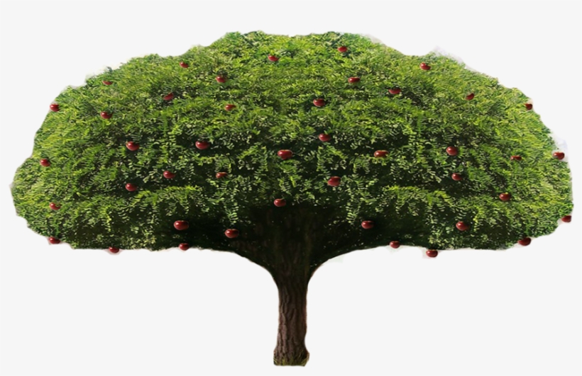 Apple Tree Png - Tree, transparent png download