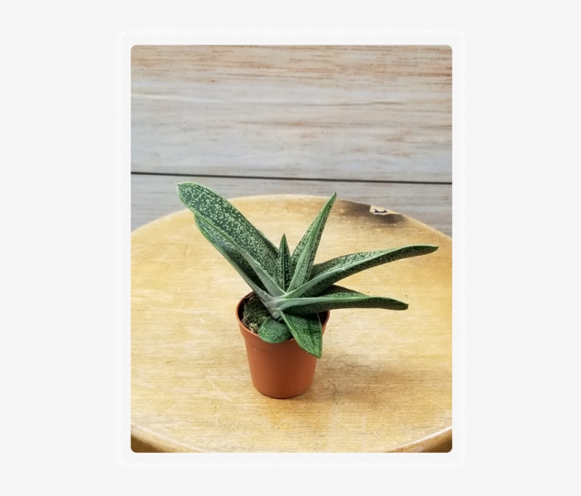 Mini Succulent 3" Potted Plant Variety - Flowerpot, transparent png download