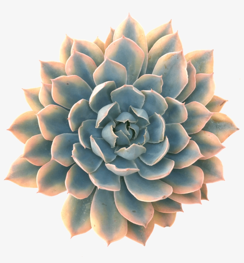 Echeveria 'blue Heron' Variegated Where To Buy Succulents, - Echeveria Blue Heron Variegated, transparent png download