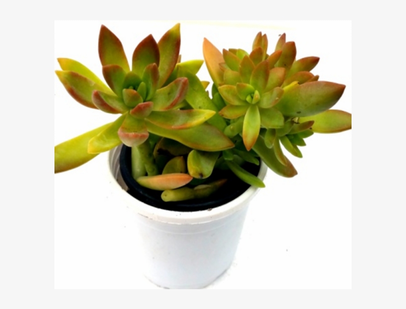 Sedum Nussbaumerianum Succulent Plant - Flowerpot, transparent png download