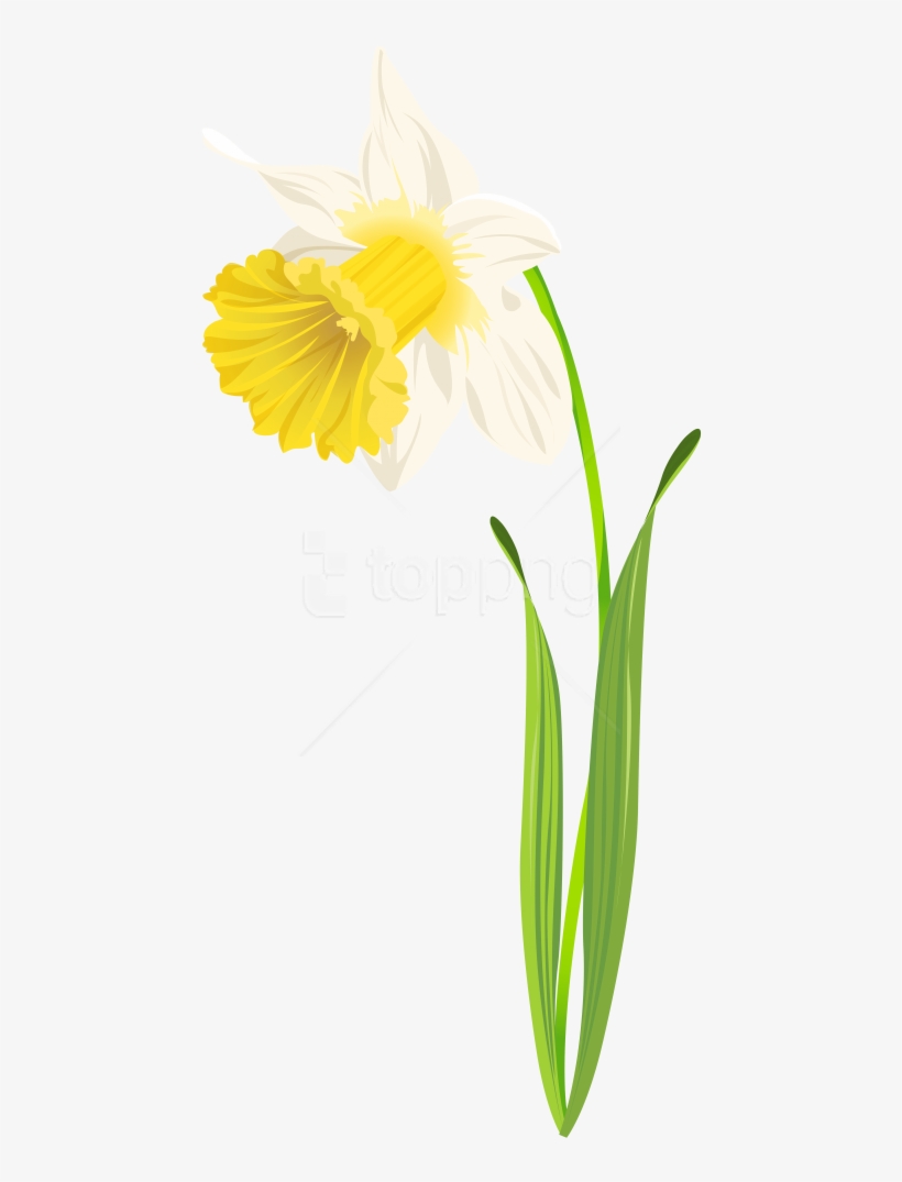 Free Png Download Daffodil Image Clipart Png Photo - Camomile, transparent png download