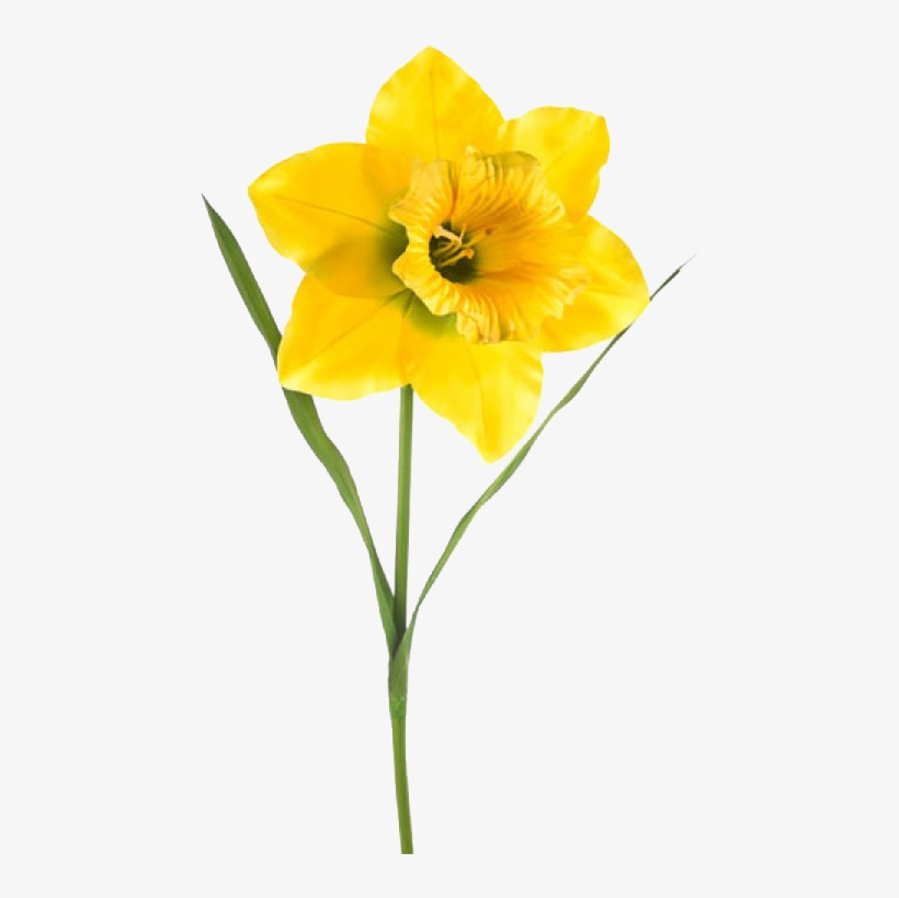 Artificial Daffodil, transparent png download