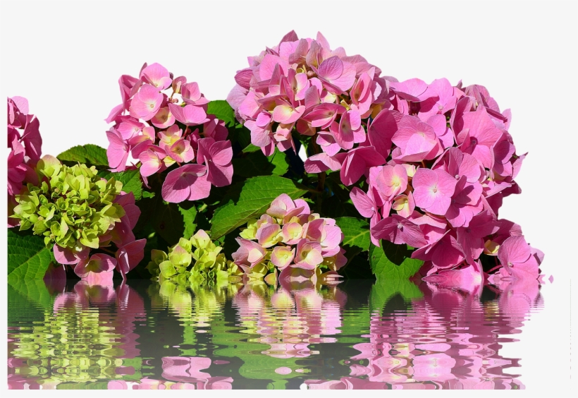Hydrangea Isolated Blossom - Artificial Flower, transparent png download