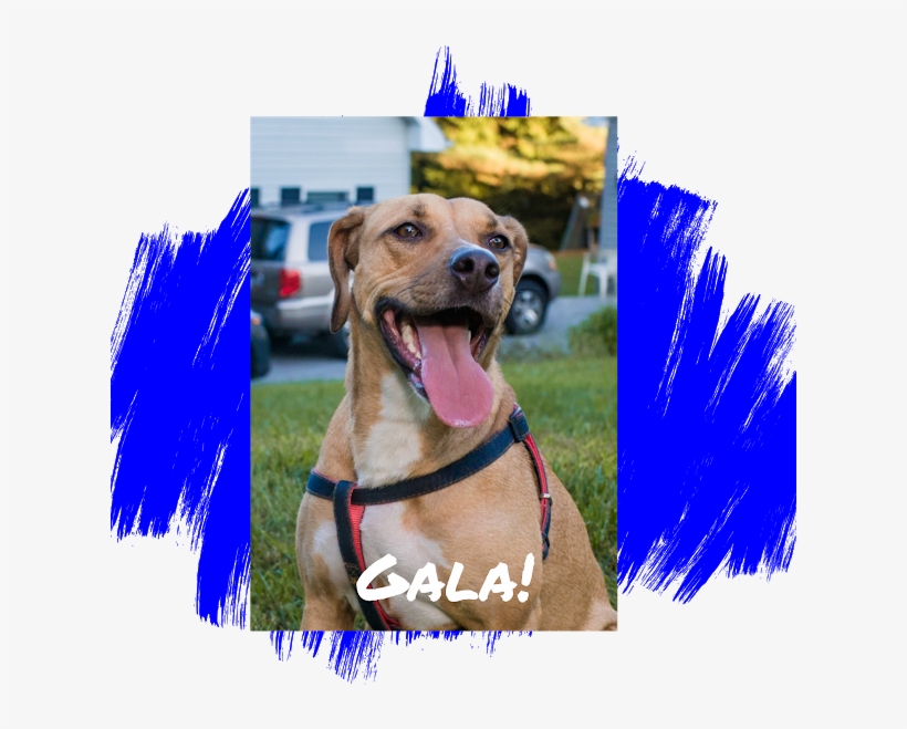 Yellow Labrador Retriever - Dog Catches Something, transparent png download