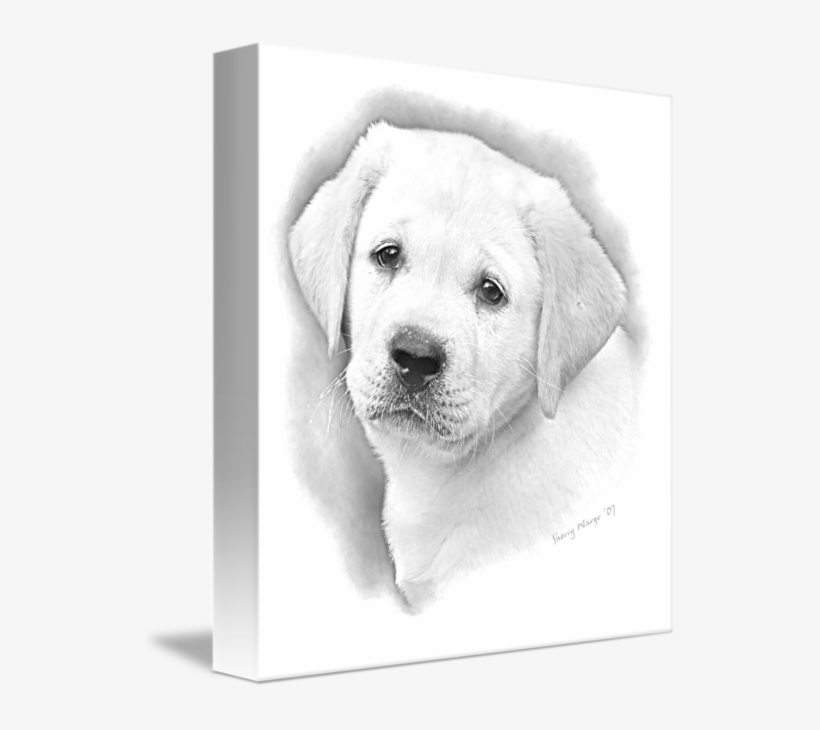 Puppy Pencil By Sherry - Puppy Drawings, transparent png download