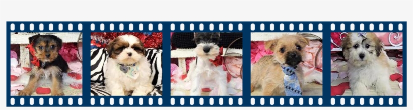 View Our Puppy Gallery - Standard Schnauzer, transparent png download