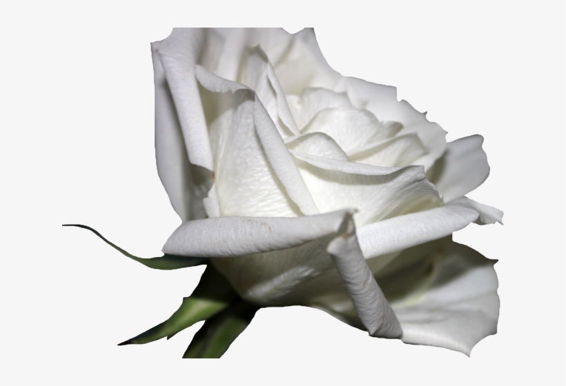 White Rose Clipart Png Format - Rose, transparent png download
