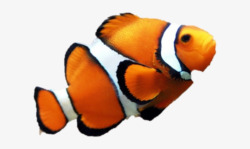 Nemo Png Sorgusuna Uygun Sekilleri Pulsuz Yukle Bedava - Easy Fish To Take Care, transparent png download