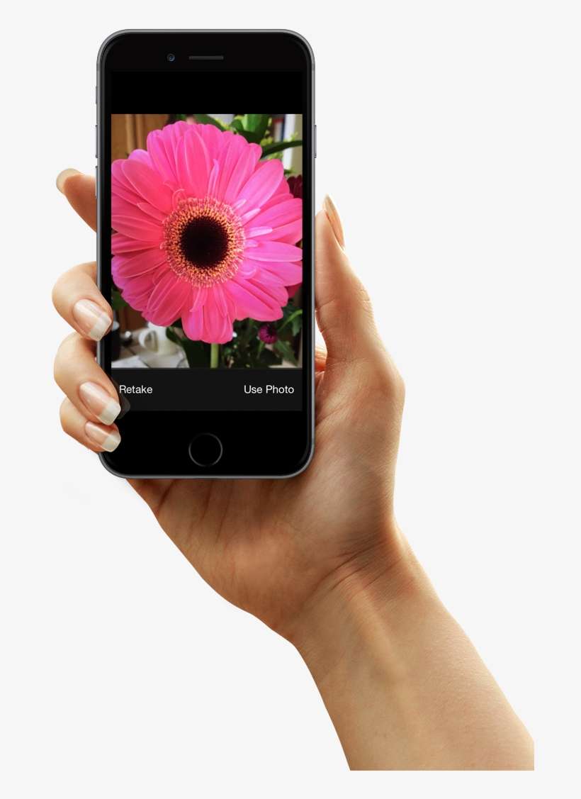 Can I Identify Fruit And Vegetables Plants, transparent png download