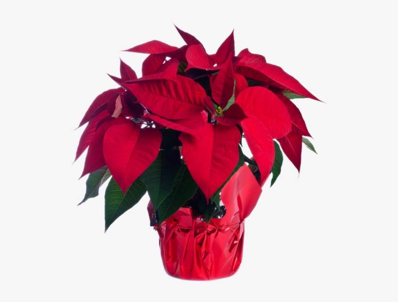 Poinsettia, transparent png download