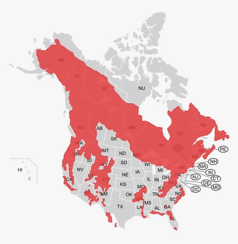 Map Black Bear 1 - Polar Bear Map Canada, transparent png download