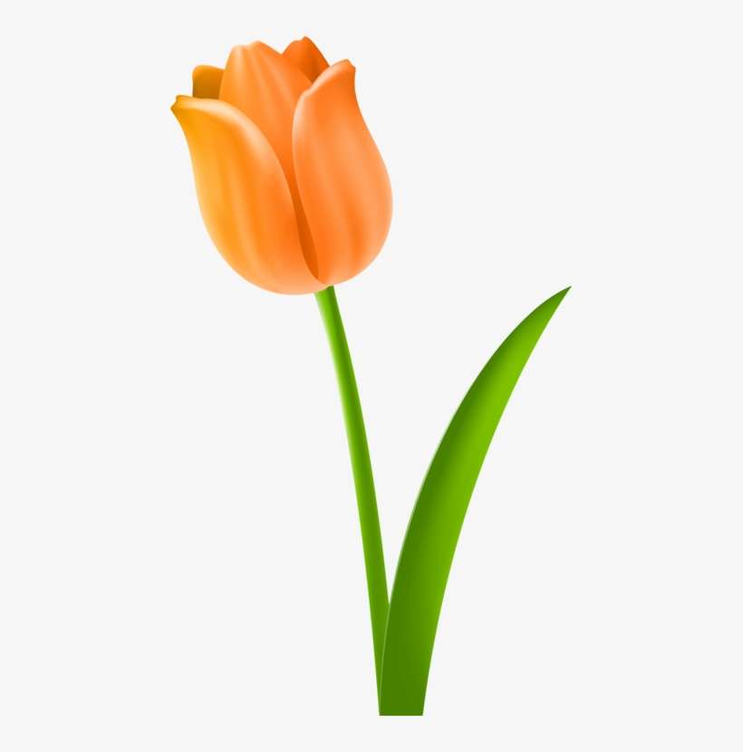 Tulip Cut Flowers Plant Stem Drawing - Clipart Tulip, transparent png download