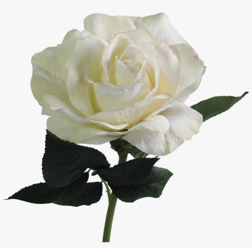 Hybrid Tea Rose, transparent png download