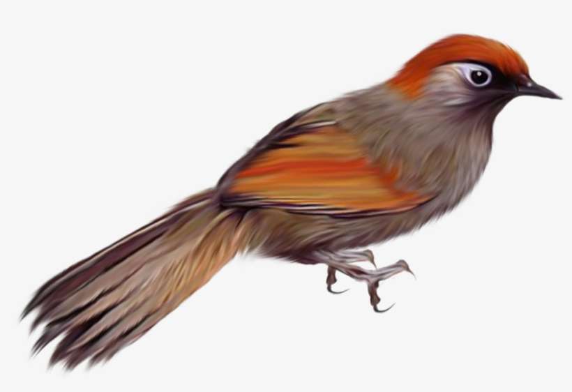 Pássaros Png - Birds Psd, transparent png download