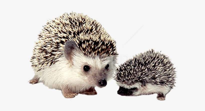 Free Png Download Hedgehog Mother And Baby Png Images - Best Pets For Kids, transparent png download