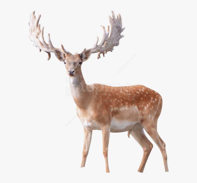 Download Elk Png Images Background - Antler, transparent png download