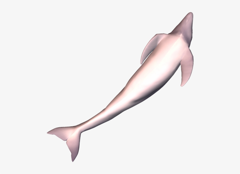 79k Dolphin09 Kpl - Common Bottlenose Dolphin, transparent png download