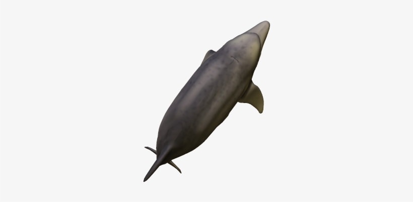 47k Dolphin04 Kpl - Common Bottlenose Dolphin, transparent png download