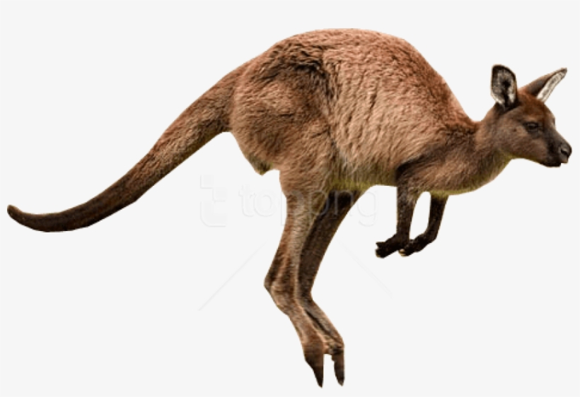 Free Png Download Kangaroo Jumps Png Images Background - Kangaroo Png, transparent png download