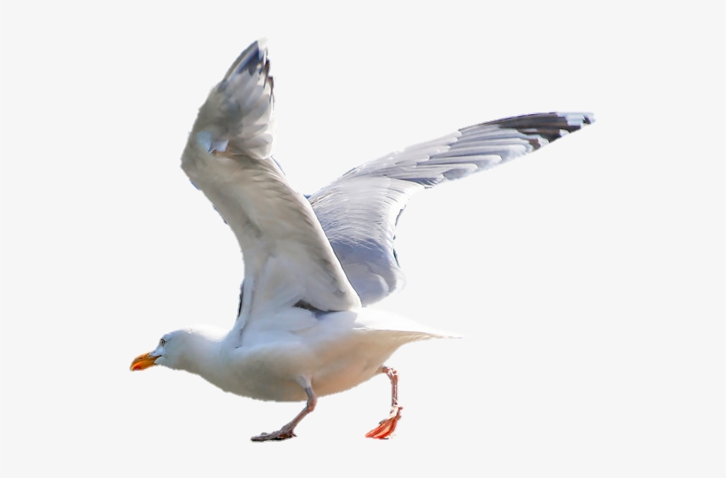 Picsart Manipulation Editing Deer Editing Ritesh Creation - European Herring Gull, transparent png download