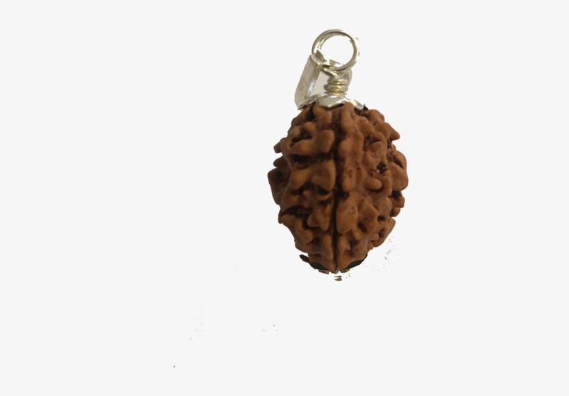 3 Mukhi Nepal Rudraksha - Keychain, transparent png download