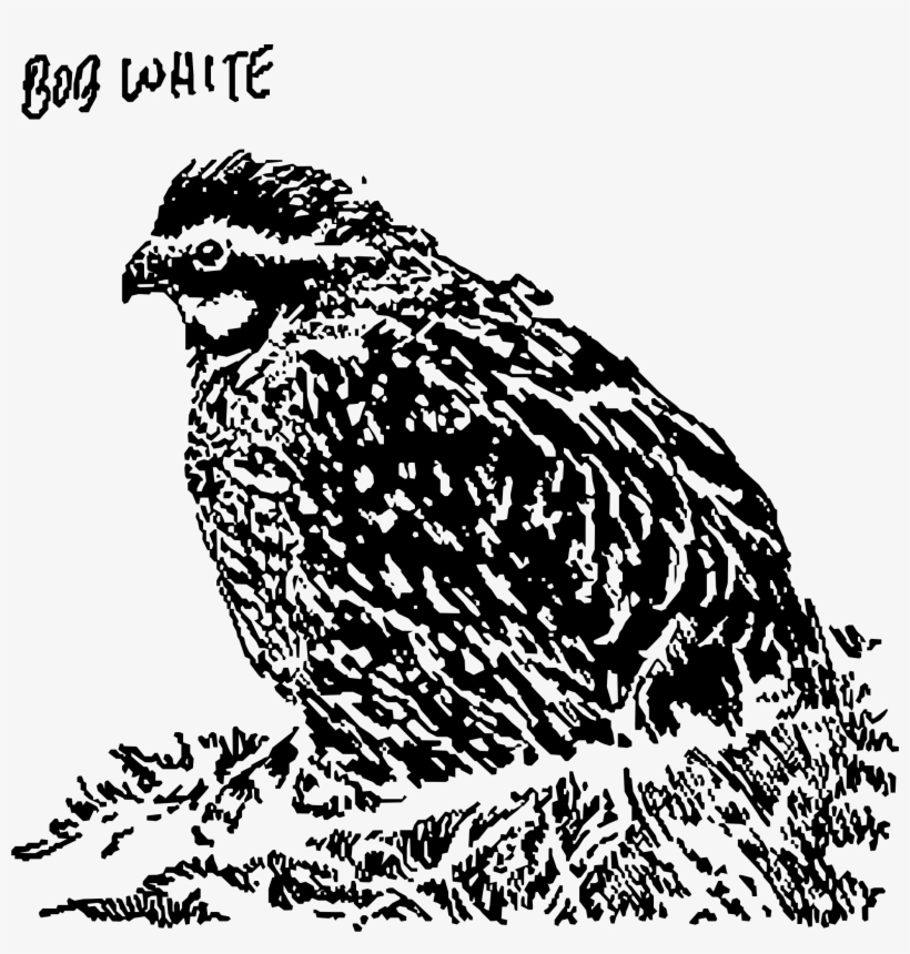 Bob White Icons Png Free And Downloads - Owl, transparent png download