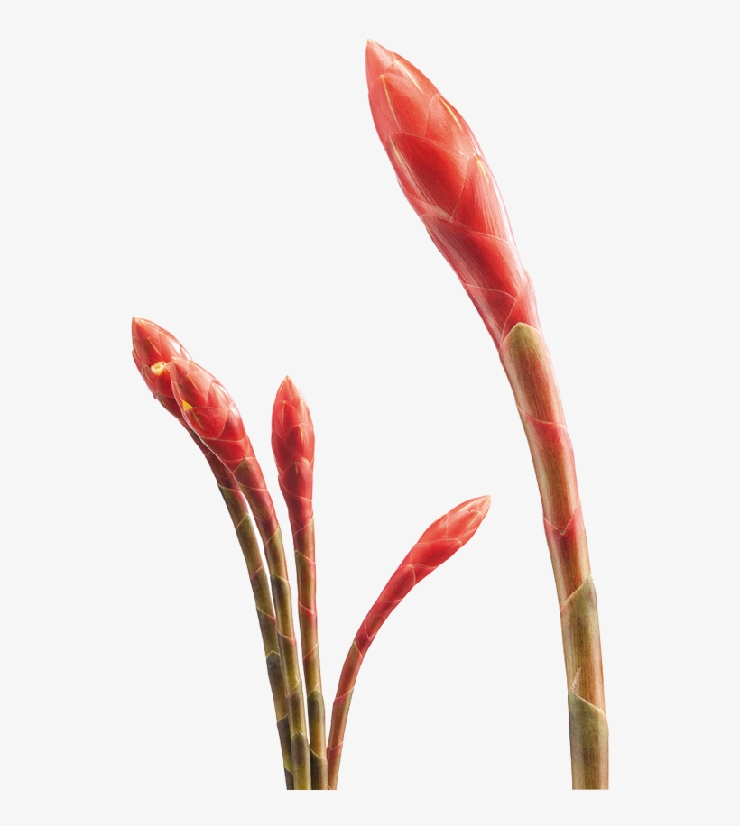 Tropical Flowers - Artificial Flower, transparent png download