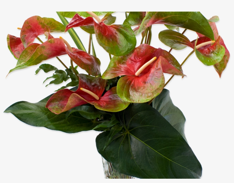 Hawaii State Certified Hawaiian Flowers, Tropical Flowers - Anthurium Red And Green, transparent png download