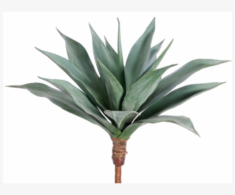 25" Large Agave Frosted Green - Agave Azul, transparent png download