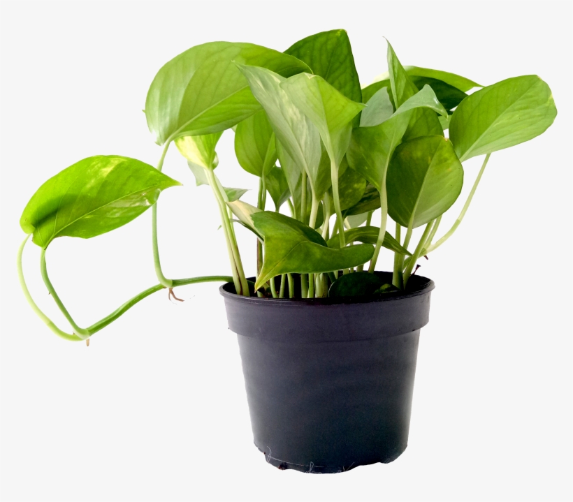 Money Plant Green P120 - Transparent Money Plant Png, transparent png download