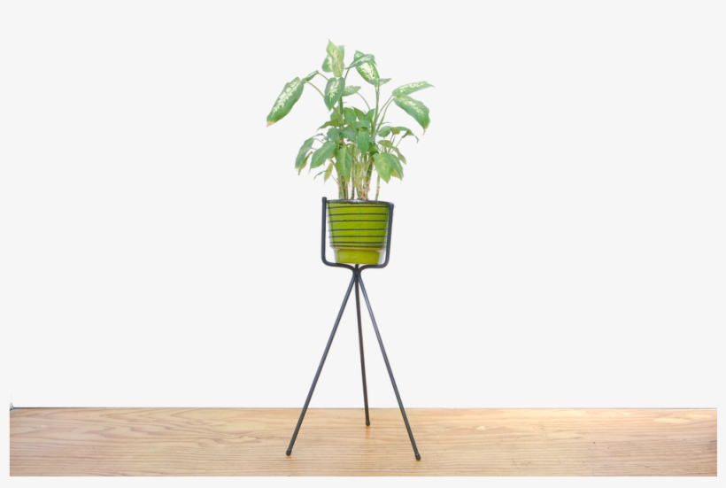 New Made La - Houseplant, transparent png download