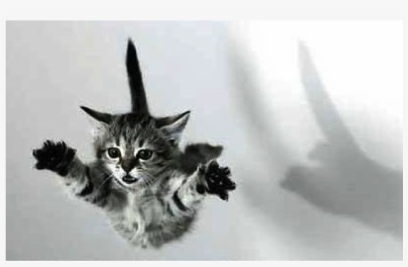 The Point At Which A Falling Object Has Zero Acceleration - Spectacular Pictures Of Cats, transparent png download