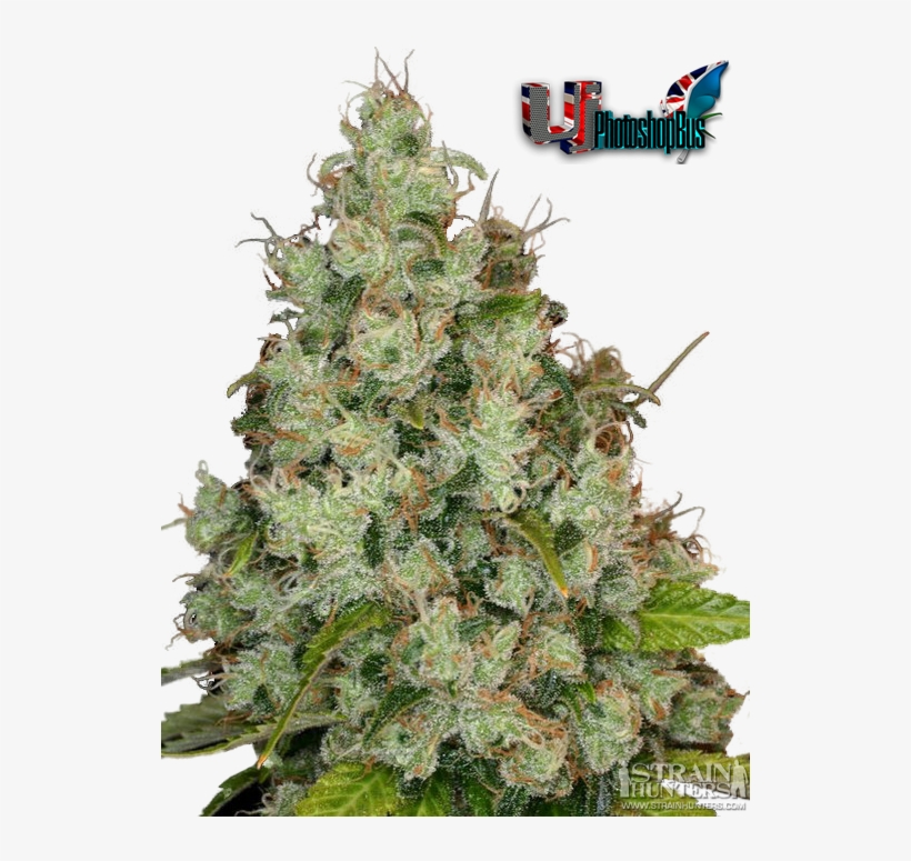 Weed - White Feather, transparent png download