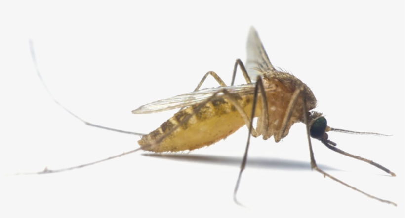 Mosquito Png Image Transparent Background - Mosquito, transparent png download