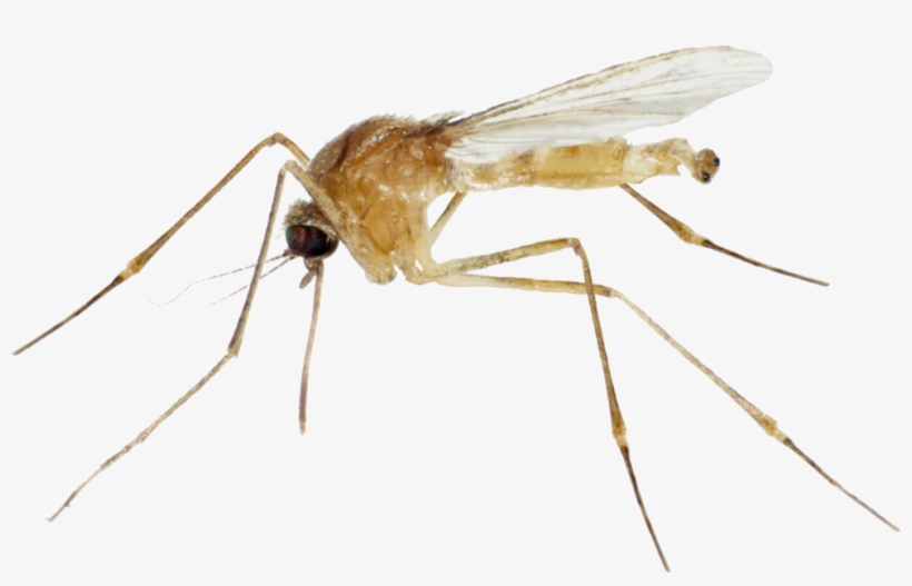 Flying Mosquitoes Png - Mosquito, transparent png download