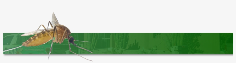 Mosquitoes - Ski Jumping, transparent png download