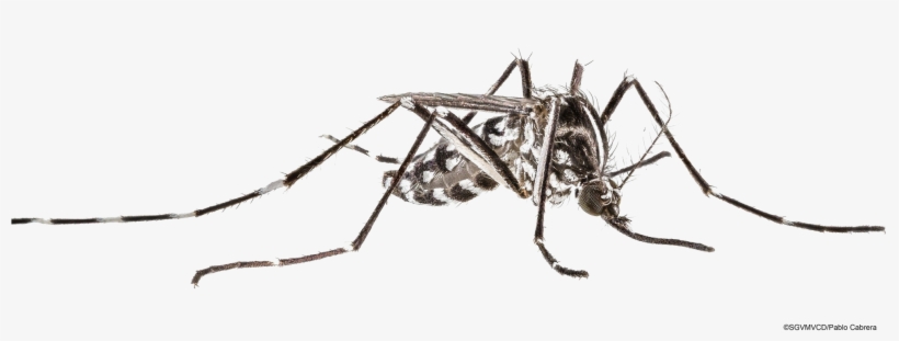 Mosquito Transparent Image - Cave Crickets, transparent png download