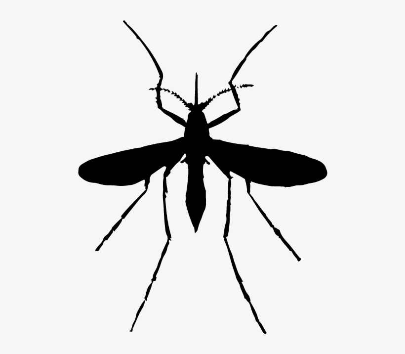 Mosquito Treatment - Adult Mosquito, transparent png download