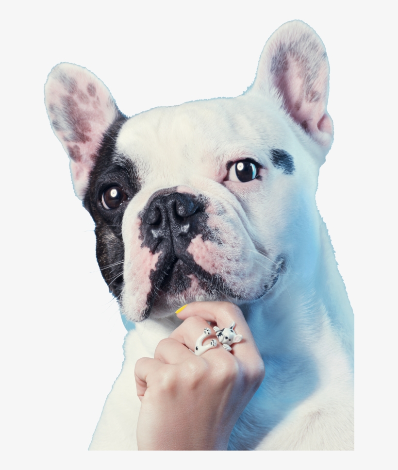 $50 Of Every Dog Fever Purchase Benefits The Friends - French Bulldog, transparent png download